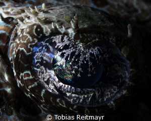 Crocodilefish eye by Tobias Reitmayr 